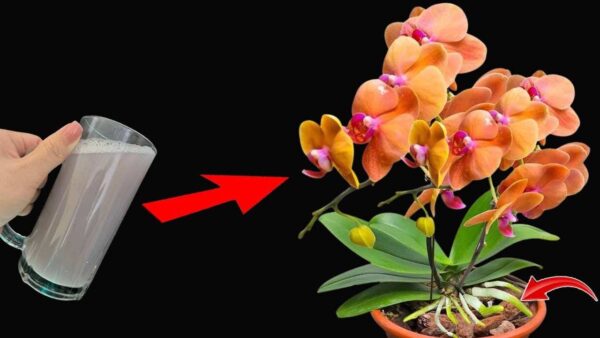 Úsalo regularmente para plantas y tendrás flores y raíces fuertes: infinitamente exuberantes